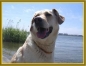 Preview: Bernsteinkette Sonne für grosse Hunde Gr. 52cm