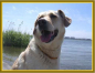 Preview: Bernsteinkette Sonne für grosse Hunde Gr. 68cm