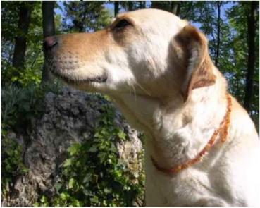 Bernsteinkette Sonne für mittlere Hunde Gr. 46cm